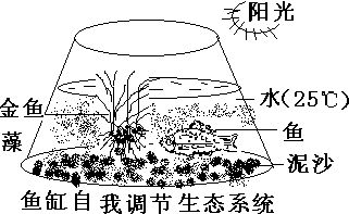 魚缸生態(tài)平衡自我調(diào)節(jié)機(jī)制：魚缸生態(tài)平衡的自我調(diào)節(jié)機(jī)制