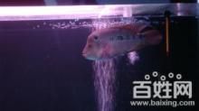 沈陽海霸魚缸官網(wǎng)：沈陽海霸魚缸官網(wǎng)怎么找 魚缸百科 第2張