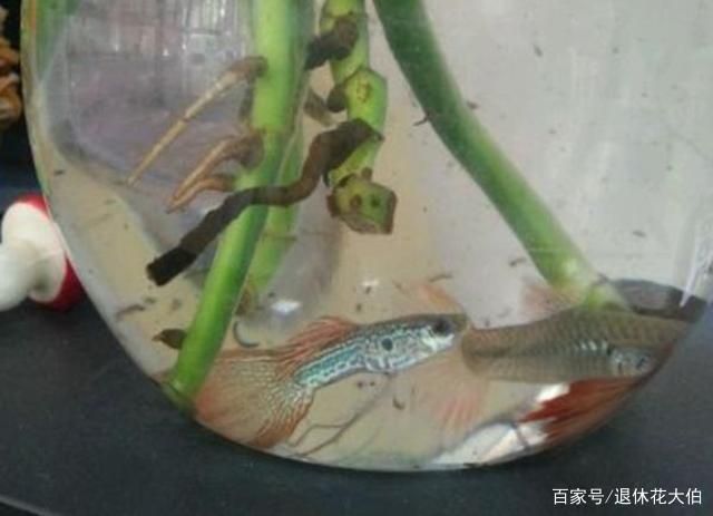 可以種在魚缸里的植物有哪些：魚缸植物的養(yǎng)護(hù)方法 魚缸百科 第5張