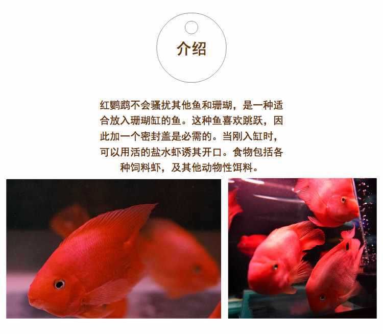 野生血紅龍魚能長(zhǎng)多大：野生血紅龍魚在自然條件下具有很大的生長(zhǎng)潛力和飼養(yǎng)方法 紅龍魚百科 第5張