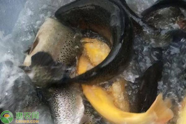 龍魚是冷水魚還是熱帶魚：熱帶魚與冷水魚的區(qū)別 龍魚百科 第3張