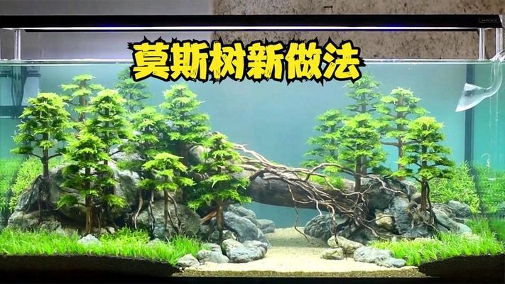 魚缸莫斯樹造景：魚缸莫斯樹造景教程：魚缸莫斯樹造景的日常護(hù)理 魚缸百科 第2張