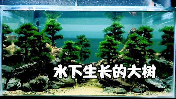 魚缸莫斯樹造景：魚缸莫斯樹造景教程：魚缸莫斯樹造景的日常護(hù)理 魚缸百科 第5張