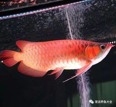 龍魚(yú)常見(jiàn)疾病與治療圖片高清：龍魚(yú)白點(diǎn)病的治療和日常護(hù)理注意事項(xiàng) 龍魚(yú)百科 第2張