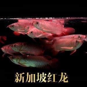 新加坡號半紅龍魚：新加坡號半紅龍魚的價(jià)格 紅龍魚百科 第1張