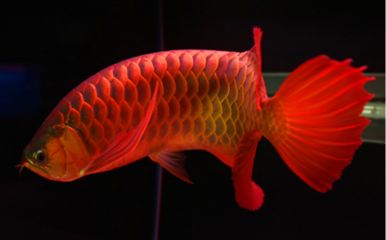 印尼紅龍魚價(jià)格走勢(shì)圖最新：印尼紅龍魚價(jià)格波動(dòng)較大，價(jià)格波動(dòng)較大， 紅龍魚百科 第5張