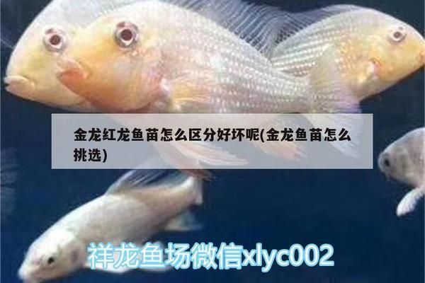 金龍紅龍魚苗怎么區(qū)分：金龍魚和紅龍魚苗價格對比紅龍魚苗與紅龍魚苗價格對比 紅龍魚百科 第2張