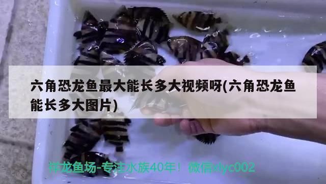 六角恐龍魚魚缸多大尺寸合適呢：六角恐龍魚缸尺寸對六角恐龍的健康生長至關(guān)重要 魚缸百科 第4張