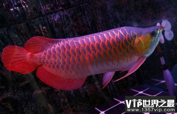 龍魚(yú)會(huì)不會(huì)跳缸死：龍魚(yú)跳缸的原因及處理方法