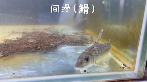 閩江魚缸怎么樣好養(yǎng)嗎視頻：閩江魚缸適合養(yǎng)哪些魚種 魚缸百科 第2張