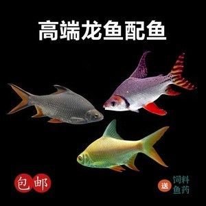 雙線側(cè)魚(yú)品種隨年齡變化特點(diǎn)：雙線側(cè)魚(yú)品種隨年齡變化的具體特點(diǎn) 龍魚(yú)百科 第2張