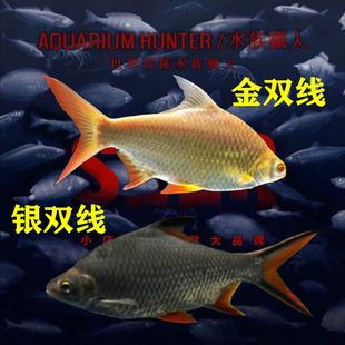 雙線側(cè)魚(yú)品種隨年齡變化特點(diǎn)：雙線側(cè)魚(yú)品種隨年齡變化的具體特點(diǎn) 龍魚(yú)百科 第6張