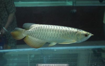 紅龍魚(yú)和銀龍魚(yú)哪個(gè)貴：紅龍魚(yú)與銀龍魚(yú)市場(chǎng)價(jià)格差異 紅龍魚(yú)百科 第2張