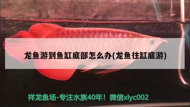 龍魚最近老是在中下層游趴缸什么原因：龍魚在中下層游趴缸的一些常見原因及其詳情 龍魚百科 第5張