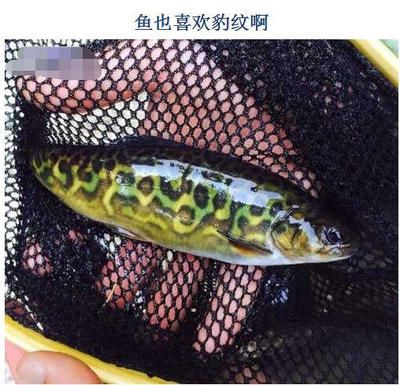 金龍魚(yú)三年了：關(guān)于金龍魚(yú)的問(wèn)題 水族問(wèn)答 第3張