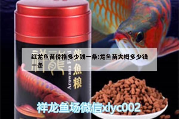 最小的紅龍魚苗多少錢一條?。鹤钚〉募t龍魚苗多少錢一條