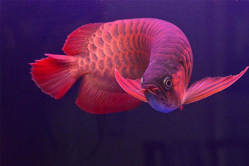 紅龍魚屬于什么魚：紅龍魚市場價格趨勢 紅龍魚百科 第3張