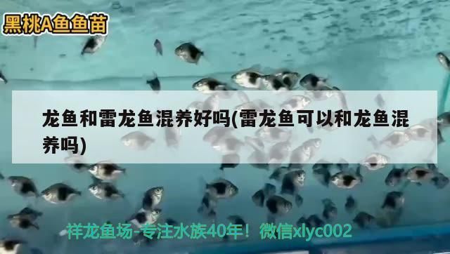 龍魚與雷龍混養(yǎng)可以嗎：如何判斷雷龍魚適合混養(yǎng) 龍魚百科 第1張