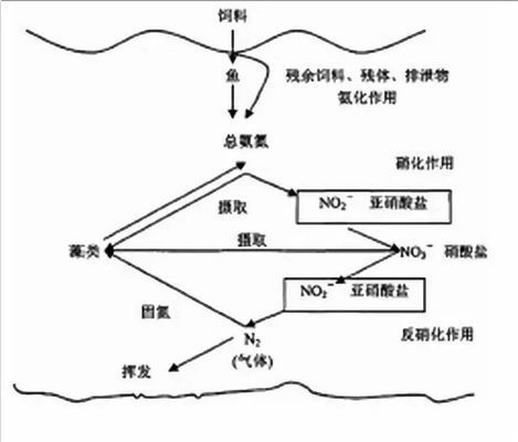 魚缸寵物蝦死亡原因：寵物蝦的死亡可能由多種因素引起 魚缸百科 第3張