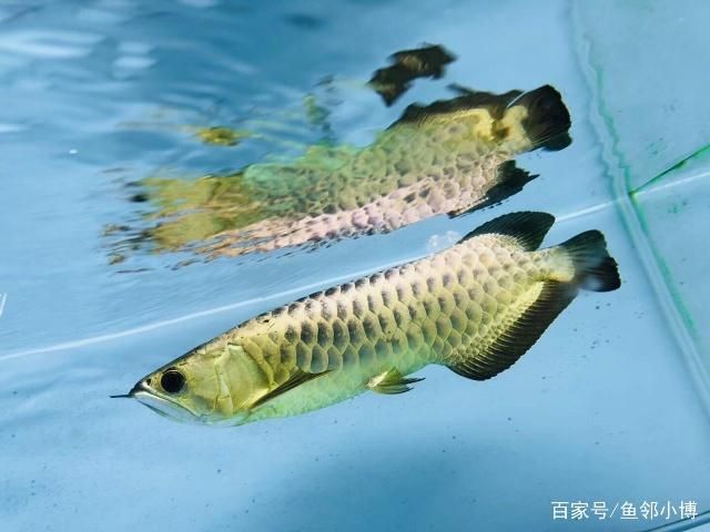 混養(yǎng)青龍魚金龍魚的魚缸尺寸：混養(yǎng)青龍魚和金龍魚的魚缸尺寸至少是150,60,60cm 魚缸百科 第4張