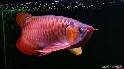 紅龍魚(yú)分幾種類型：紅龍魚(yú)養(yǎng)殖技巧：紅龍魚(yú)品種鑒別方法，紅龍魚(yú)品種鑒別方法 紅龍魚(yú)百科 第5張