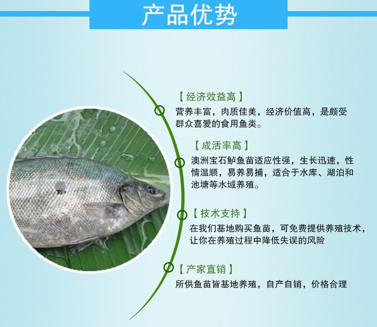 金龍魚(yú)上調(diào)價(jià)格是多少：金龍魚(yú)價(jià)格調(diào)整的原因和背景 水族問(wèn)答 第1張