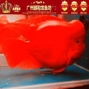 龍魚下麻藥蓋黑布會(huì)死嗎圖片：龍魚下麻藥并蓋黑布會(huì)死亡嗎 龍魚百科 第2張