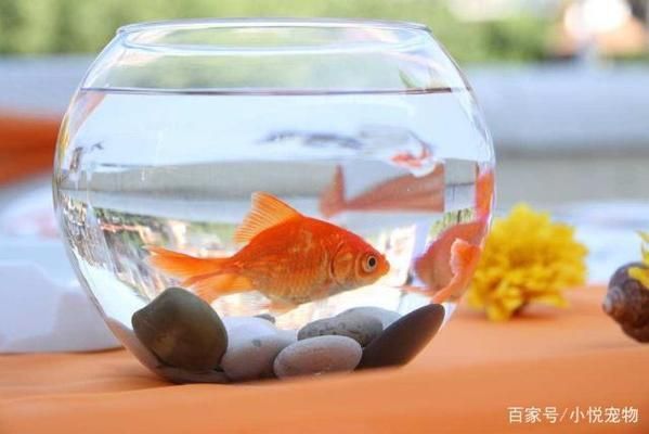 魚缸可以養(yǎng)什么寵物：魚缸養(yǎng)寵物的注意事項 魚缸百科 第4張