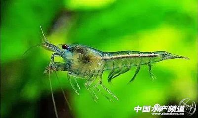 魚缸寵物有哪些品種：觀賞魚的種類 魚缸百科 第1張