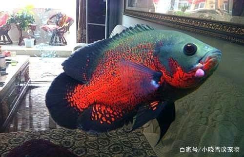 金龍魚(yú)燒尾如何治療：如何預(yù)防金龍魚(yú)燒尾？ 水族問(wèn)答 第2張