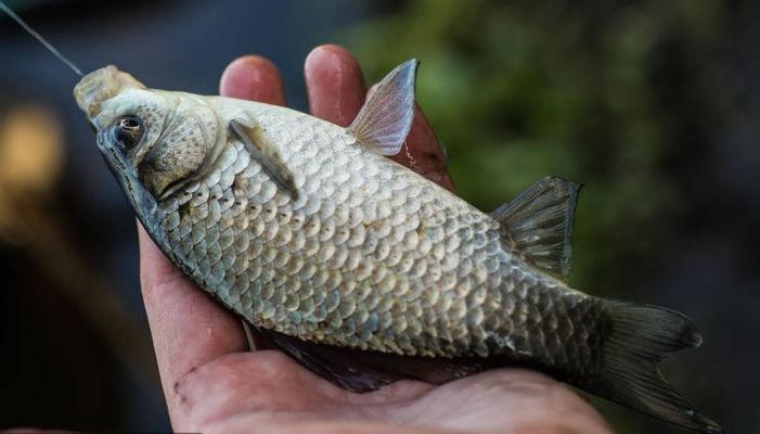 金龍魚攝影作品：金龍魚攝影作品中的光影運用有什么獨到之處 水族問答 第2張