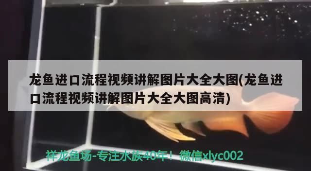 龍魚出口臺灣的時間表圖片大全：龍魚出口臺灣時間表 龍魚百科 第2張