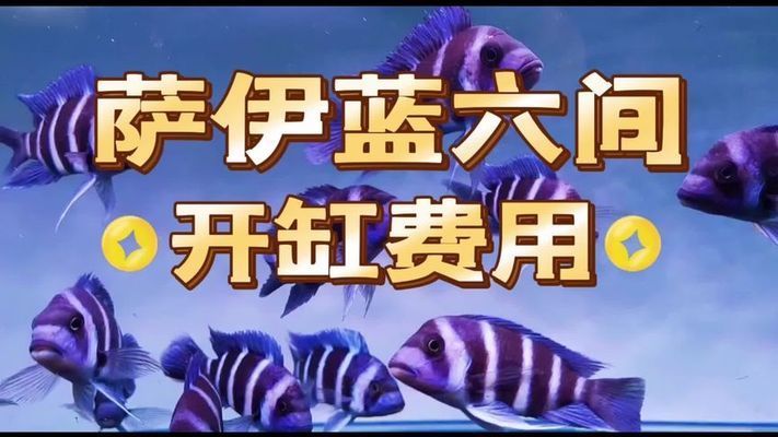 薩伊藍魚缸視頻：薩伊藍魚混養(yǎng)成功案例 魚缸百科 第2張