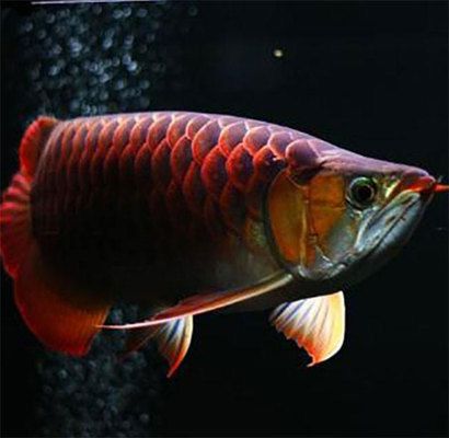 紅龍魚喂食：關(guān)于紅龍魚的喂食方法 紅龍魚百科 第4張