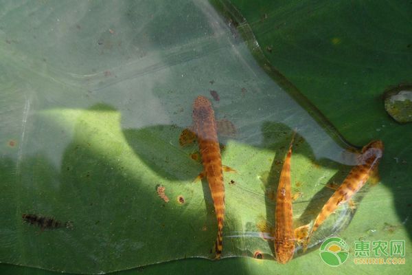 龍魚(yú)疾病預(yù)防措施有哪些內(nèi)容和方法：如何判斷龍魚(yú)健康狀態(tài)，防止龍魚(yú)寄生蟲(chóng)的有效方法 龍魚(yú)百科 第5張