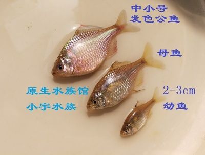 旁皮魚缸：旁皮魚缸設計加固技巧旁皮魚缸水質管理方法 魚缸百科 第4張