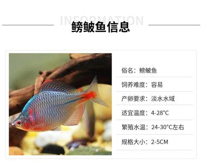 旁皮魚缸：旁皮魚缸設計加固技巧旁皮魚缸水質管理方法 魚缸百科 第5張