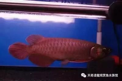 龍魚是什么時(shí)候引入中國的 龍魚百科 第4張