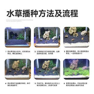 魚缸彩葉草圖片高清：關(guān)于彩葉草的一些基本信息 魚缸百科 第2張