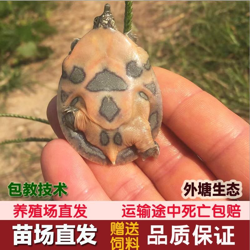 龍魚配什么龜：適合與龍魚混養(yǎng)的龜類 龍魚百科 第5張