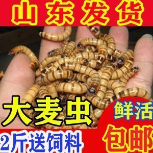 紅龍魚(yú)活餌去皮處理方法：活餌去皮處理方法，處理紅龍魚(yú)活餌以保持水質(zhì)和促進(jìn)健康成長(zhǎng) 龍魚(yú)百科 第1張