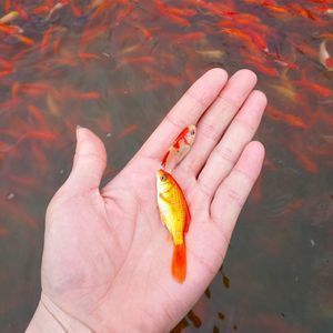 紅龍魚(yú)活餌去皮處理方法：活餌去皮處理方法，處理紅龍魚(yú)活餌以保持水質(zhì)和促進(jìn)健康成長(zhǎng) 龍魚(yú)百科 第5張