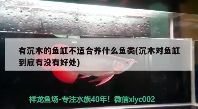 如何判斷沉木是否適合特定魚類：如何判斷沉木是否適合特定魚類養(yǎng)殖環(huán)境需要考慮多個(gè)因素