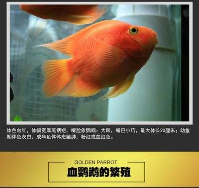 金龍魚什么顏色最貴：哪種顏色的金龍魚最值得購買， 水族問答 第1張