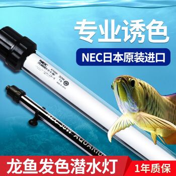 金龍魚什么顏色最貴：哪種顏色的金龍魚最值得購買， 水族問答 第2張