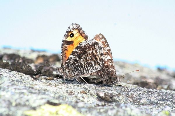 魚缸水泵不噴水泡是什么原因：魚缸水泵不噴水泡可能由多種因素造成，魚缸水泵故障排除技巧 魚缸百科 第1張