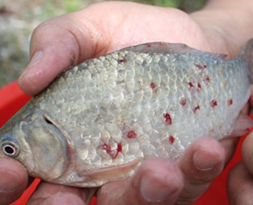 龍魚鱗片變紅：龍魚鱗片變紅可能由多種因素引起， 紅龍魚百科 第2張