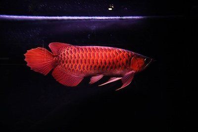 血紅龍魚多少錢一條：新加坡血紅龍魚價(jià)值500萬人民幣，血紅龍魚價(jià)格是多少 紅龍魚百科 第4張