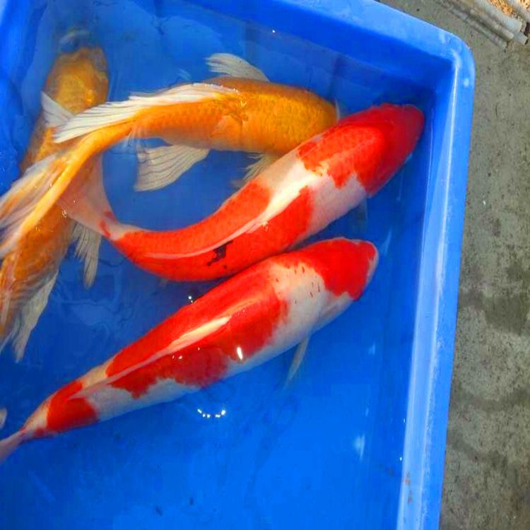 金龍魚(yú)生產(chǎn)白酒的原料有哪些：關(guān)于金龍魚(yú)白酒的問(wèn)題 水族問(wèn)答 第2張