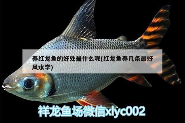 養(yǎng)紅龍魚的好處是什么意思：養(yǎng)紅龍魚有什么好處？ 紅龍魚百科 第1張